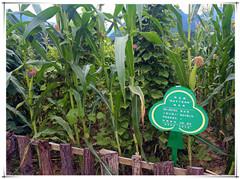 银娱优越会·GEG(中国)股份有限公司